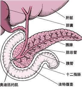 胰腺囊腫