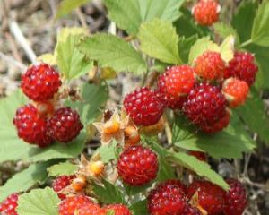 野草莓[薔薇科植物]