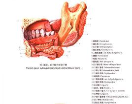 腮腺管