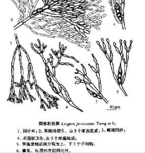 圓錐粉枝藻