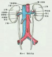 泌尿系統