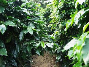 三達地村咖啡種植