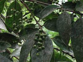 山桂花[山茶亞目大風子科植物]