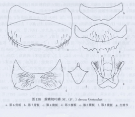 黃鱗切葉蜂