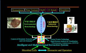 生物反應體系的構建