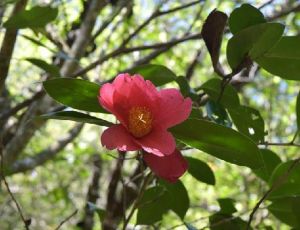 離蕊紅山茶