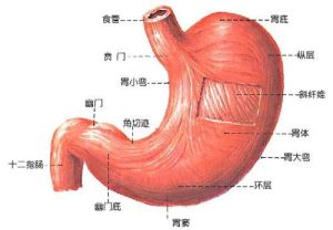 胃腸神經官能症