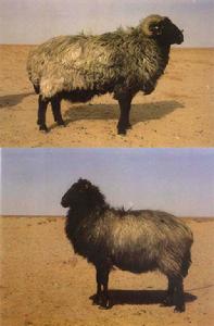 中國卡拉庫爾羊