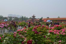 曹州百花園