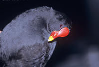 （圖）果夫島黑水雞