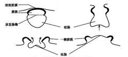 泄殖腔外翻胚胎髮生示意圖