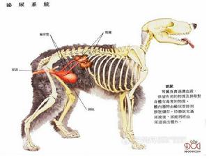 狗的泌尿系統