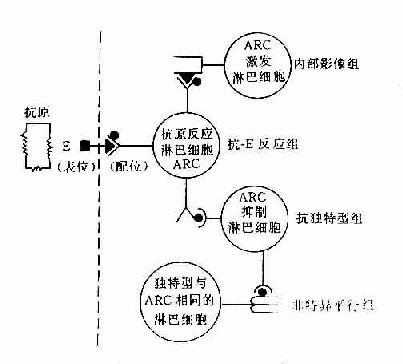 免疫網路學說