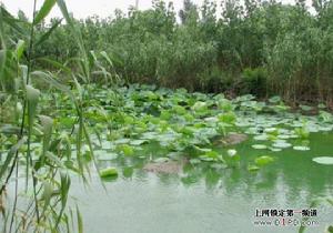 湖濱鎮