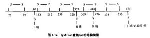 免疫球蛋白M結構式