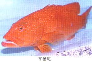 鰓棘鱸魚