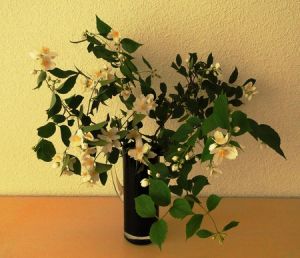 Jasminum sambac