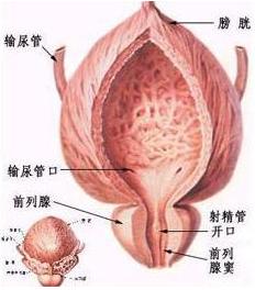 陰囊炎