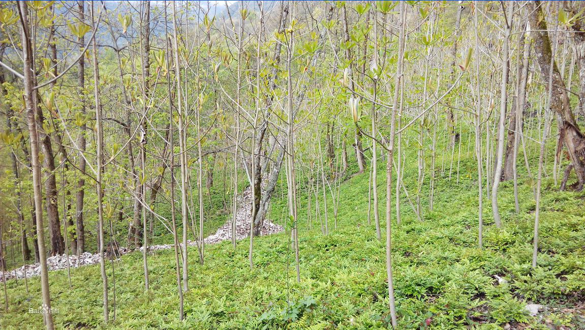 桃龍鄉桃花村