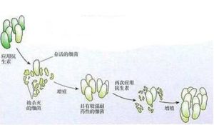 首次接觸效應