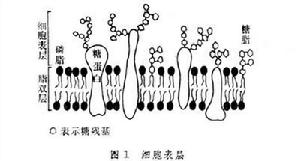 細胞表面