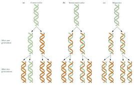 DNA半保留複製