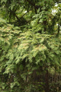 鐵杉 Tsuga chinensis (Franch.) Pritz.