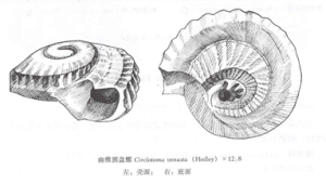 幽雅圓盤螺