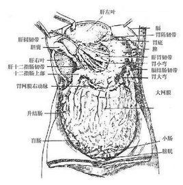 大網膜