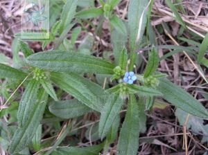 狹苞斑種草