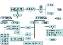 神經[詞語解釋]