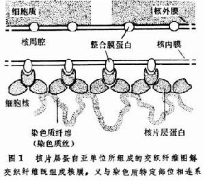 核膜