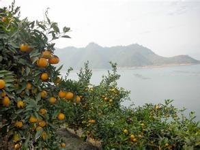 金塔村[寧夏永寧縣李俊鎮金塔村]