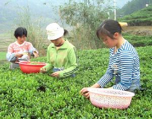 （圖）茶葉