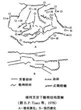 乾酪根