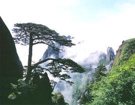 黃山毛峰茶[中國歷史名茶之一]