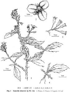 三脈蜂鬥草 三脈蜂鬥草