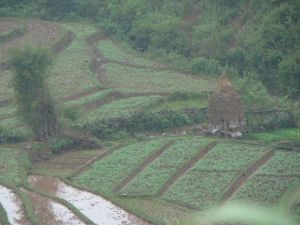 大小文育村