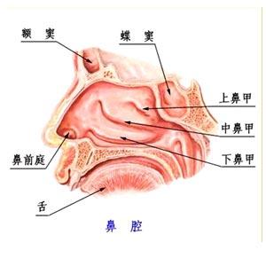 成都鼻炎網