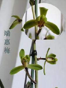 端蕙梅