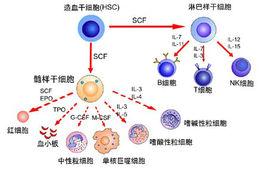 髓樣幹細胞