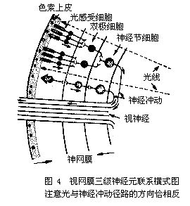 （圖）視細胞層