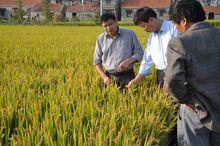 射陽縣農技人員研究水稻種植技術