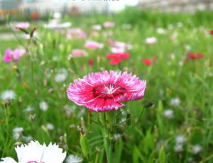 Dianthus chinensis