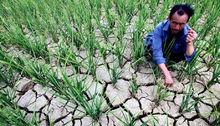 貴州普定縣嚴重脫水的稻田