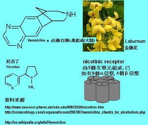 尼古丁——分子結構