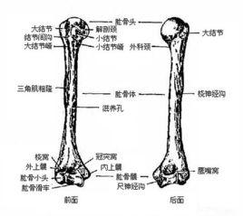 肱骨長