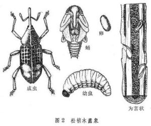 白松木蠹象