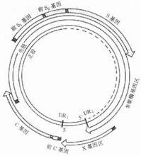 HBV-DNA結構示意圖