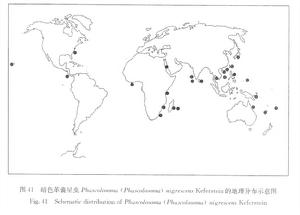 暗色革囊星蟲